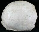 Large Fossil Tortoise (Stylemys) - Wyoming #22794-1